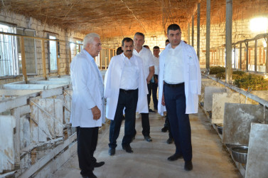 Kürdəmir Rayon İcra Hakimiyyəti başçısı heyvandarlıq kompleksinə baxış keçirib.