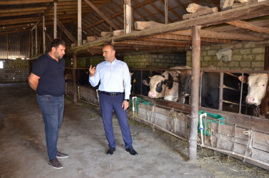 İcra başçısı Xəlsə kənd sakini Əhməd İbrəhimliyə məxsus həyətyanı sahədə yaradılmış heyvandarlıq təsərrüfatı ilə tanış olub.