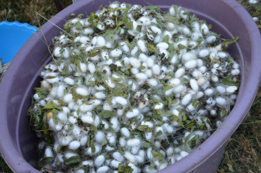 Rayon İcra Hakimiyyətinin başçısı barama saxlanılan yerlərə baxış keçirib