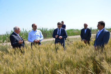 İcra başçısı Qarasaqqal kəndində əkilmiş toxumluq buğda sahəsinə baxış keçirib