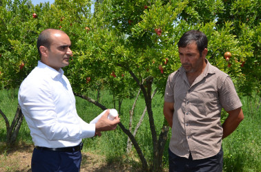 İcra başçısı Axtaçı kənd sakini İsmayıl Sadıqova məxsus 0.80 ha həyətyanı sahədə salınmış nar bağına baxış keçirib.