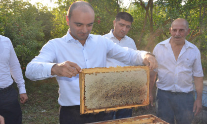 Kürdəmir Rayon İcra Hakimiyyətinin başçısı arıçılıq təsərrüfatına baxış keçirib.