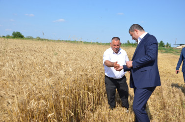 İcra başçısı taxıl biçini tanış olub.