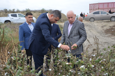 Kürdəmir rayonunun icra başçısı pambıq sahəsinə və pambıq yığımına baxış keçirib.