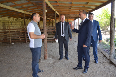 İcra başçısı Şilyan kənd sakini Kənan Rəhimova məxsus ferma ilə tanış olub