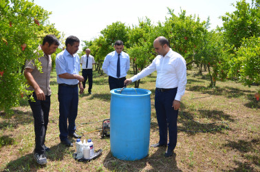 İcra başçısı Axtaçı kənd sakini İsmayıl Sadıqova məxsus 0.80 ha həyətyanı sahədə salınmış nar bağına baxış keçirib.