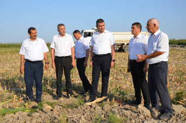 Kürdəmir rayonunun icra başçısı qarğıdalı sahəsində yığımla tanış olub.