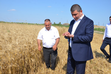 İcra başçısı taxıl biçini tanış olub.