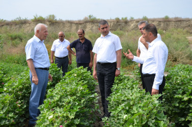 Kürdəmir rayonunun icra başçısı pambıq sahəsinə baxış keçirilib.