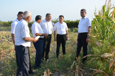 Kürdəmir rayonunun icra başçısı qarğıdalı sahəsində yığımla tanış olub.