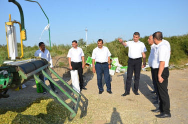 Kürdəmir rayonunun icra başçısı qarğıdalı sahəsində yığımla tanış olub.