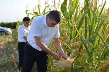 Kürdəmir rayonunun icra başçısı qarğıdalı sahəsində yığımla tanış olub.