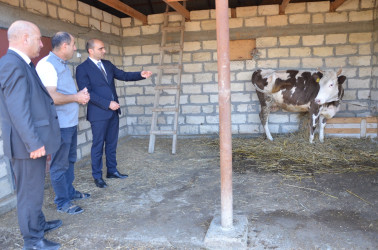 İcra başçısı Şilyan kənd sakini Kənan Rəhimova məxsus ferma ilə tanış olub