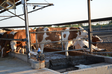 Kürdəmir Rayon İcra Hakimiyyəti başçısı heyvandarlıq kompleksinə baxış keçirib.