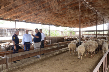 Kürdəmir Rayon İcra Hakimiyyətinin başçısı Elxan İbrahimov Çərtəyəz kənd sakini Mürvət Ağayevə məxsus təsərrüfatla tanış olub.