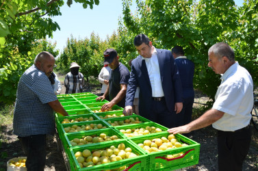 İcra başçısı Muradxan kəndində meyvə bağına baxış keçirib.