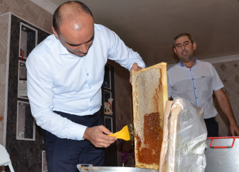 Kürdəmir Rayon İcra Hakimiyyətinin başçısı arıçılıq təsərrüfatına baxış keçirib.