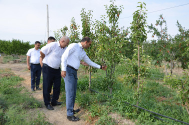 İcra başçısı armud bağına baxış keçirib