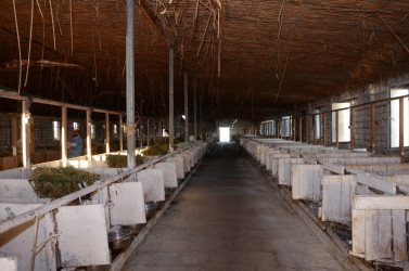 Kürdəmir Rayon İcra Hakimiyyəti başçısı heyvandarlıq kompleksinə baxış keçirib.