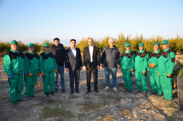 İcra başçısı sahibkara məxsus nar bağına baxış keçirib