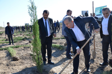 "Yaşıl dünya naminə həmrəylik ili" çərçivəsində Kürdəmirdə ağacəkmə aksiyası keçirilib