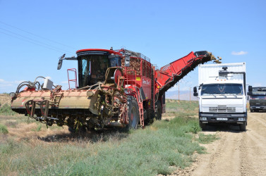 Kürdəmir Rayon İcra Hakimiyyətinin başçısı Elxan İbrahimov "Kürdəmir Süd Emalı Zavodu" MMC-yə məxsus pomidor, qarğıdalı və şəkər çuğunduru sahələrinə baxış keçirib.