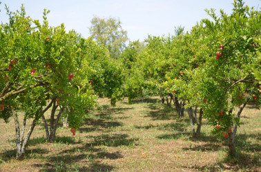 İcra başçısı Axtaçı kənd sakini İsmayıl Sadıqova məxsus 0.80 ha həyətyanı sahədə salınmış nar bağına baxış keçirib.