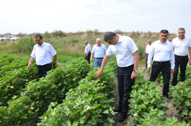 Kürdəmir rayonunun icra başçısı pambıq sahəsinə baxış keçirilib.