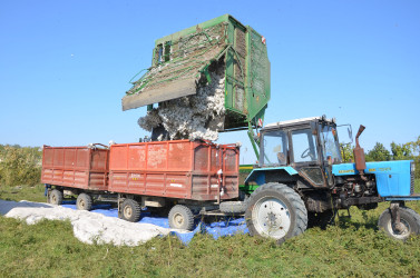 Kürdəmir Rayon İcra Hakimiyyətinin başçısı Elxan İbrahimov pambıq sahəsinə baxış keçirib.