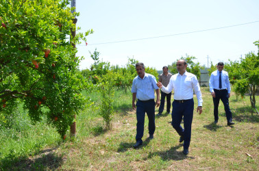 İcra başçısı Axtaçı kənd sakini İsmayıl Sadıqova məxsus 0.80 ha həyətyanı sahədə salınmış nar bağına baxış keçirib.