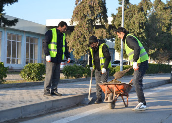 Kürdəmirdə növbəti ümumrayon iməcliyi keçirilib