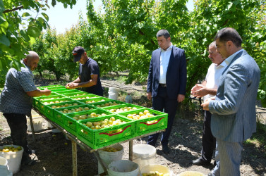 İcra başçısı Muradxan kəndində meyvə bağına baxış keçirib.