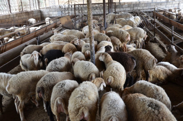 Kürdəmir Rayon İcra Hakimiyyətinin başçısı Elxan İbrahimov Çərtəyəz kənd sakini Mürvət Ağayevə məxsus təsərrüfatla tanış olub.
