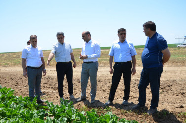 Kürdəmir Rayon İcra Hakimiyyətinin başçısı Elxan İbrahimov "Kürdəmir Süd Emalı Zavodu" MMC-yə məxsus pomidor, qarğıdalı və şəkər çuğunduru sahələrinə baxış keçirib.