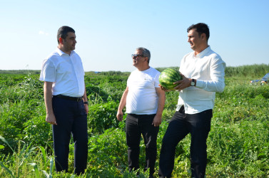 Kürdəmir Rayon İcra Hakimiyyəti başçısı bostan sahələrinə baxış keçirib.