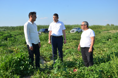 Kürdəmir Rayon İcra Hakimiyyəti başçısı bostan sahələrinə baxış keçirib.