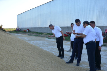 Kürdəmir Rayon İcra Hakimiyyəti başçısı günəbaxan sahəsinə və taxıl anbarına baxış keçirib.