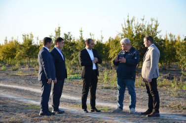 İcra başçısı sahibkara məxsus nar bağına baxış keçirib