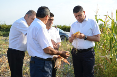 Kürdəmir rayonunun icra başçısı qarğıdalı sahəsində yığımla tanış olub.