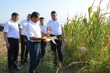Kürdəmir rayonunun icra başçısı qarğıdalı sahəsində yığımla tanış olub.