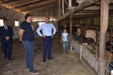 İcra başçısı Xəlsə kənd sakini Əhməd İbrəhimliyə məxsus həyətyanı sahədə yaradılmış heyvandarlıq təsərrüfatı ilə tanış olub.