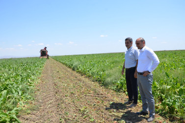 Kürdəmir Rayon İcra Hakimiyyətinin başçısı Elxan İbrahimov "Kürdəmir Süd Emalı Zavodu" MMC-yə məxsus pomidor, qarğıdalı və şəkər çuğunduru sahələrinə baxış keçirib.