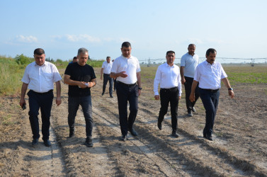 Kürdəmir Rayon İcra Hakimiyyəti başçısı müasir suvarma sistemləri ilə təchiz olunmuş torpaq sahəsinə baxış keçirib.
