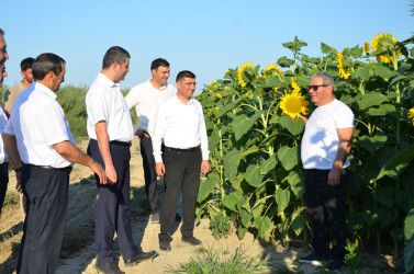 Kürdəmir Rayon İcra Hakimiyyəti başçısı günəbaxan sahəsinə və taxıl anbarına baxış keçirib.