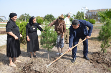 Kürdəmir rayonunda “27 sentyabr – Anım Günü” və “Şəhərsalma və Memarlıq İli” çərçivəsində ağacəkmə aksiyası keçirilib