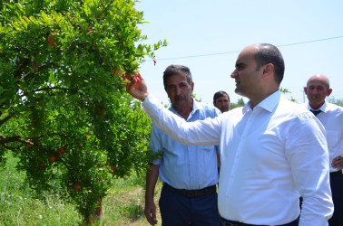 İcra başçısı Axtaçı kənd sakini İsmayıl Sadıqova məxsus 0.80 ha həyətyanı sahədə salınmış nar bağına baxış keçirib.
