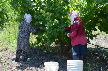 İcra başçısı Muradxan kəndində meyvə bağına baxış keçirib.