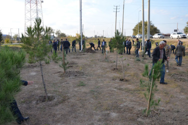 "Konstitusiya və Suverenlik ili" və 8 Noyabr – Zəfər Gününün 5-ci ildönümü münasibətilə silsilə tədbirlər çərçivəsində Kürdəmir rayonunun Xırdapay kəndində ağacəkmə aksiyası təşkil olunub.
