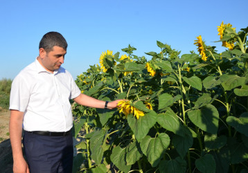 Kürdəmir Rayon İcra Hakimiyyəti başçısı günəbaxan sahəsinə və taxıl anbarına baxış keçirib.