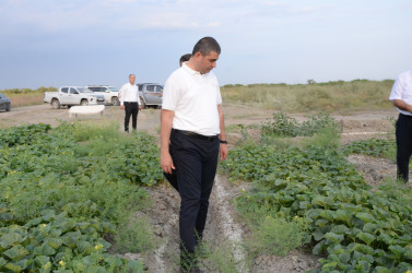 Kürdəmir Rayon İcra Hakimiyyəti başçısı “QLOBAL AQRO” MMC-ə baxış keçirib.